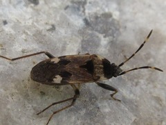 Panaorus csikii