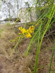 Parkinsonia aculeata