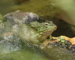 Lithobates chiricahuensis