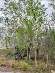 Parkinsonia aculeata