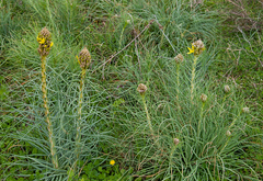 Asphodeline lutea