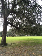 Tillandsia usneoides