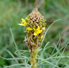 Asphodeline lutea