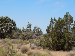 Juniperus californica
