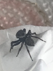 Hasarius adansoni