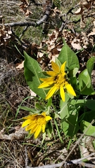 Wyethia helenioides