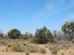 Juniperus californica
