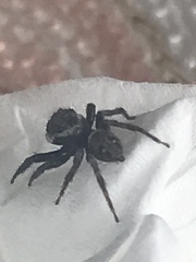 Hasarius adansoni