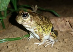 Pleurodema brachyops