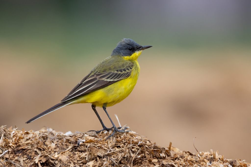 Blue-headed Wagtail