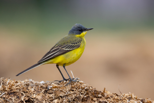Blue-headed Wagtail