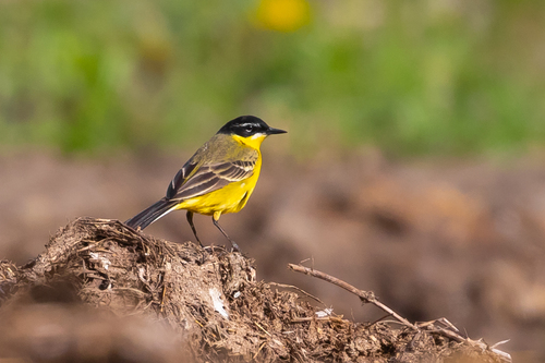 Western Yellow Wagtail (Motacilla flava), photo 9
