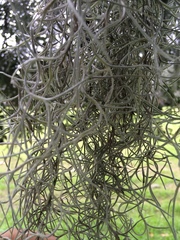Tillandsia usneoides