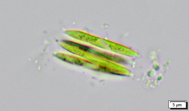 Quadrigula pfitzeri