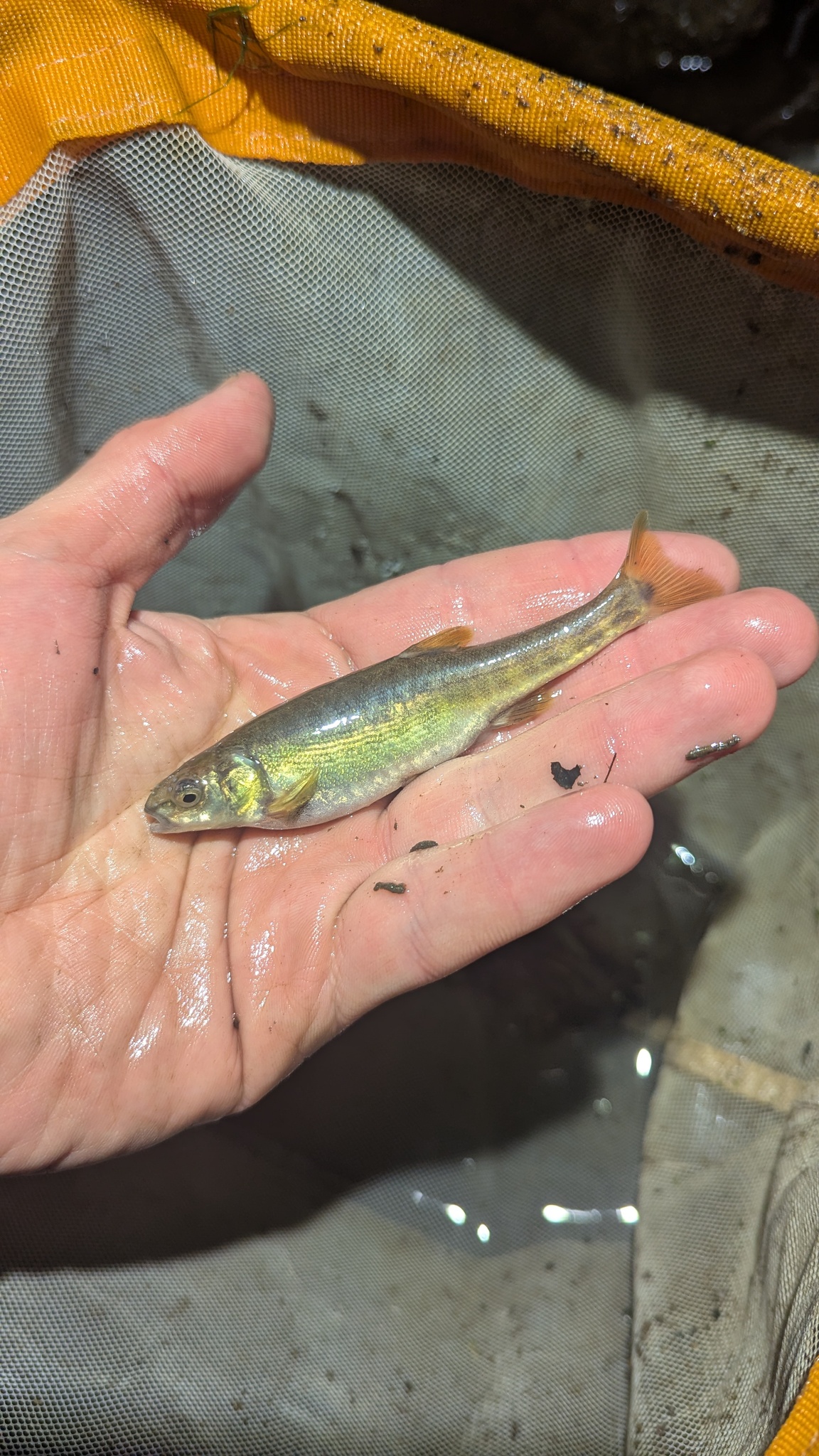 Loire Minnow photo 6