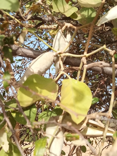 Leptadenia lanceolata