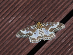 Pogonopygia nigralbata