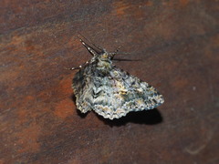 Alcis taiwanovariegata