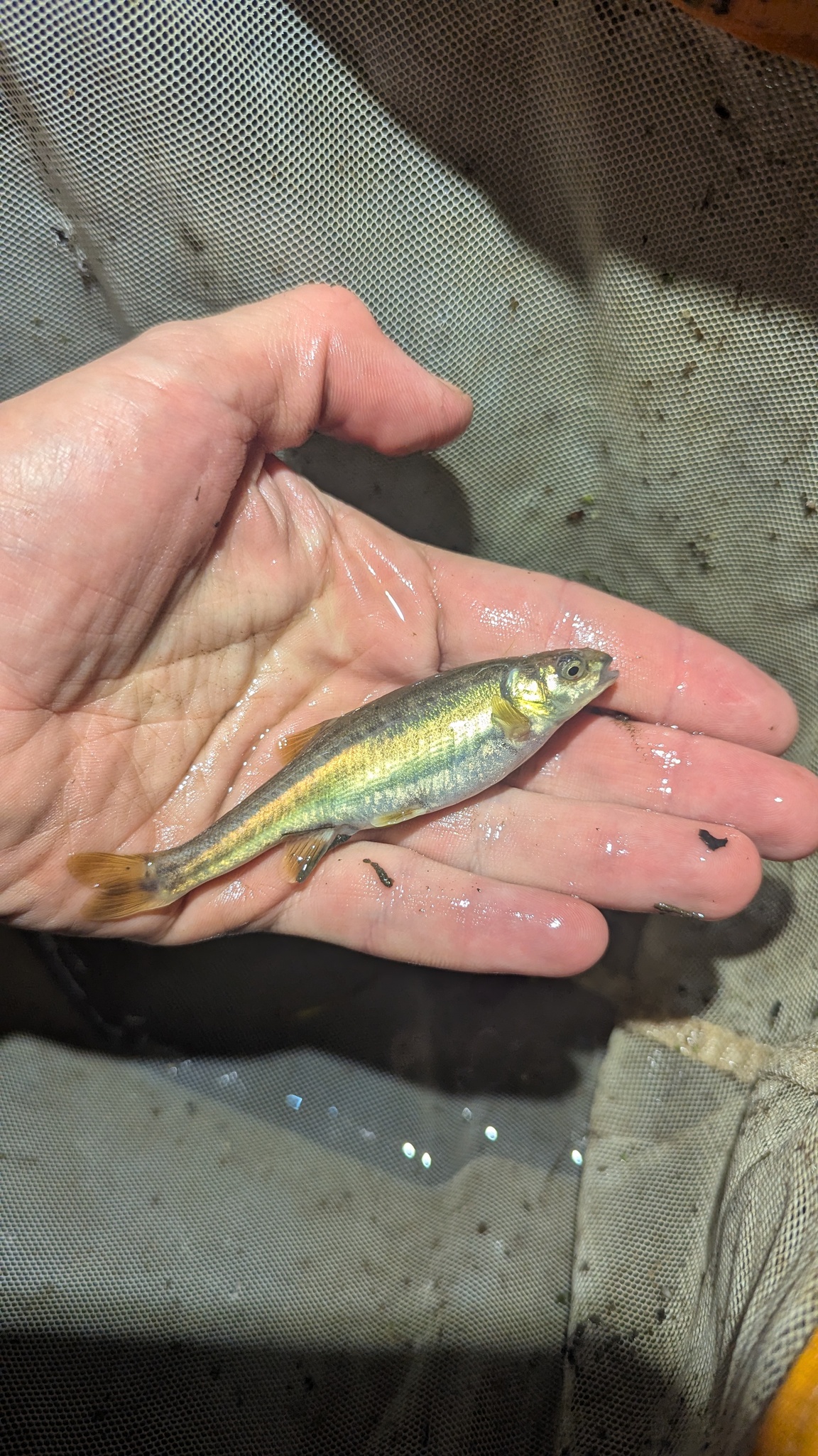 Loire Minnow photo 7