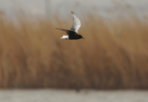 White-winged Tern (Chlidonias leucopterus), photo 6
