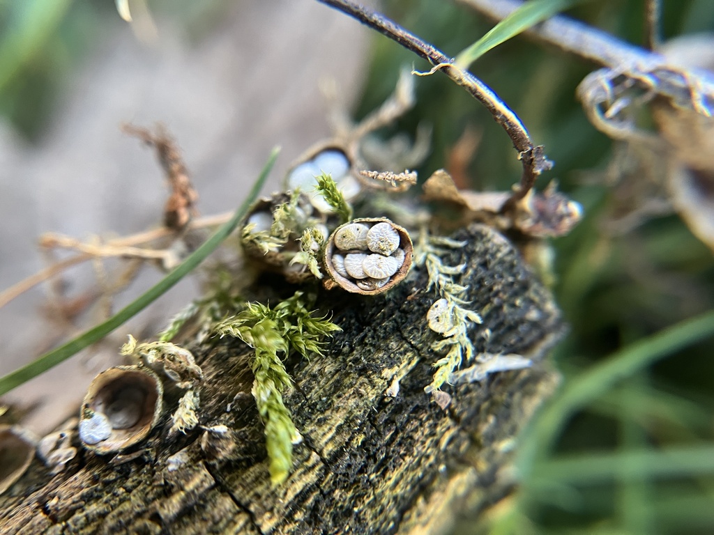 Crucibulum laeve · March 2026 · photo: © pavel_kacl (iNaturalist, cc-by)