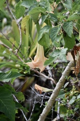Brugmansia arborea