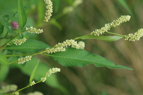 pale smartweed (Persicaria lapathifolia)