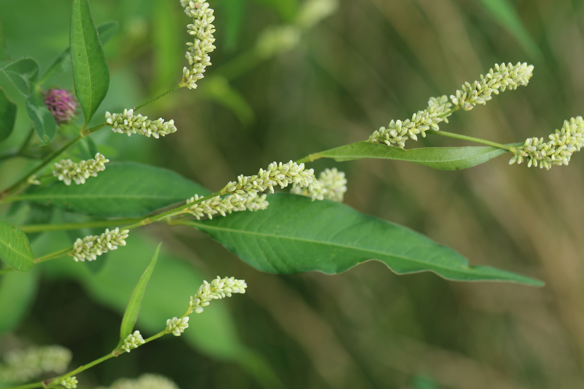 Pale Smartweed (Persicaria lapathifolia)