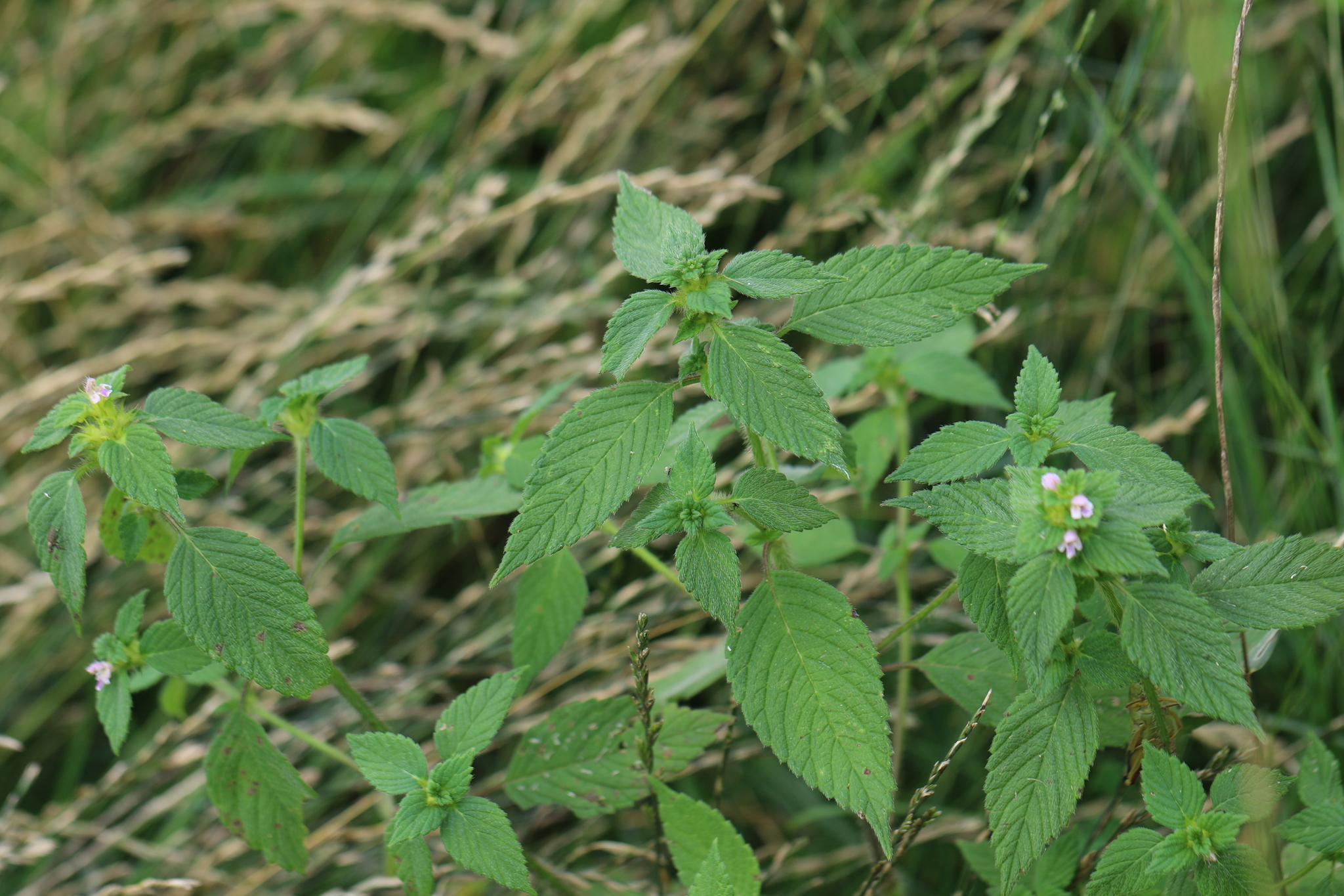 Splitlip Hempnettle (Galeopsis bifida)