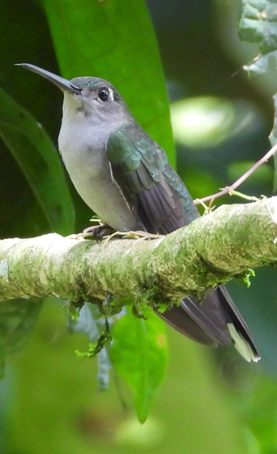 Grey-breasted Sabrewing (Campylopterus largipennis), photo 2