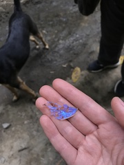 Morpho rhodopteron