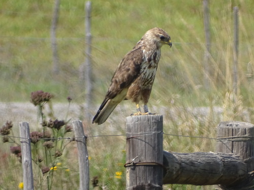 Forest Buzzard (Buteo trizonatus), photo 3