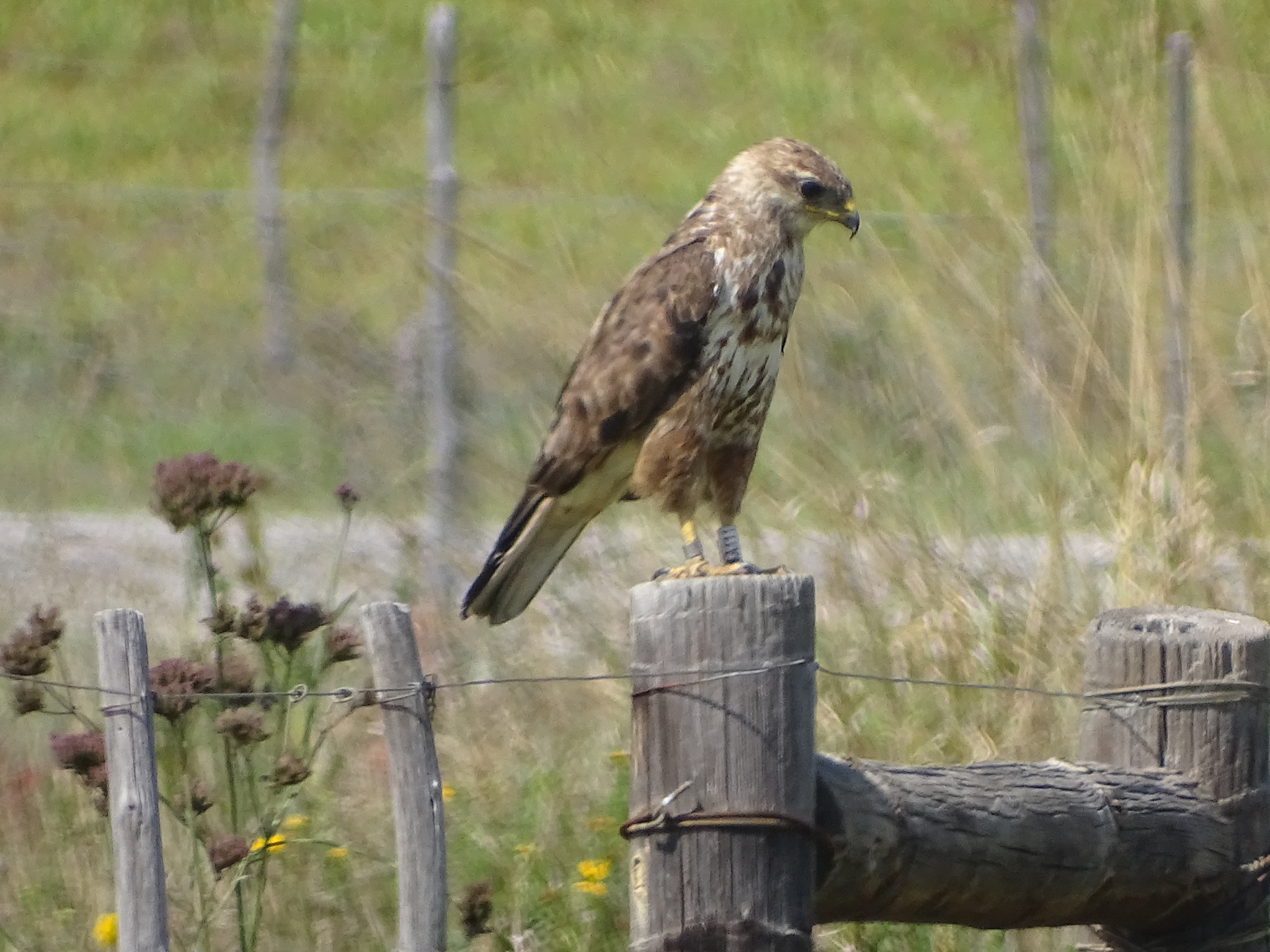Forest Buzzard (Buteo trizonatus), photo 4
