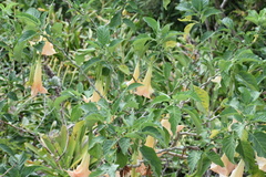 Brugmansia arborea