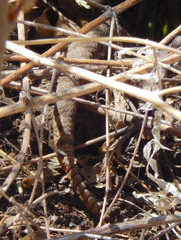 Crotalus pricei
