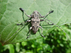 Steirastoma histrionicum