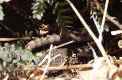 Crotalus pricei