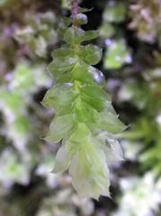 Plagiomnium venustum