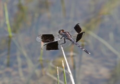 Erythrodiplax umbrata