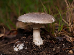 Amanita marmorata