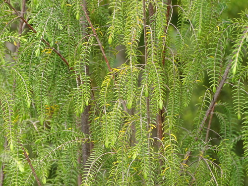 Weeping Gonna (Passerina falcifolia)