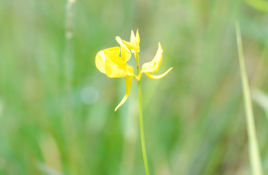 Utricularia cornuta Michx. 3