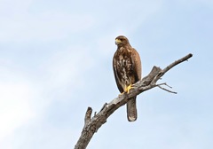 Parabuteo unicinctus