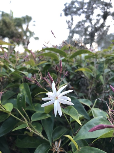 Foto de Jasmim-estrela