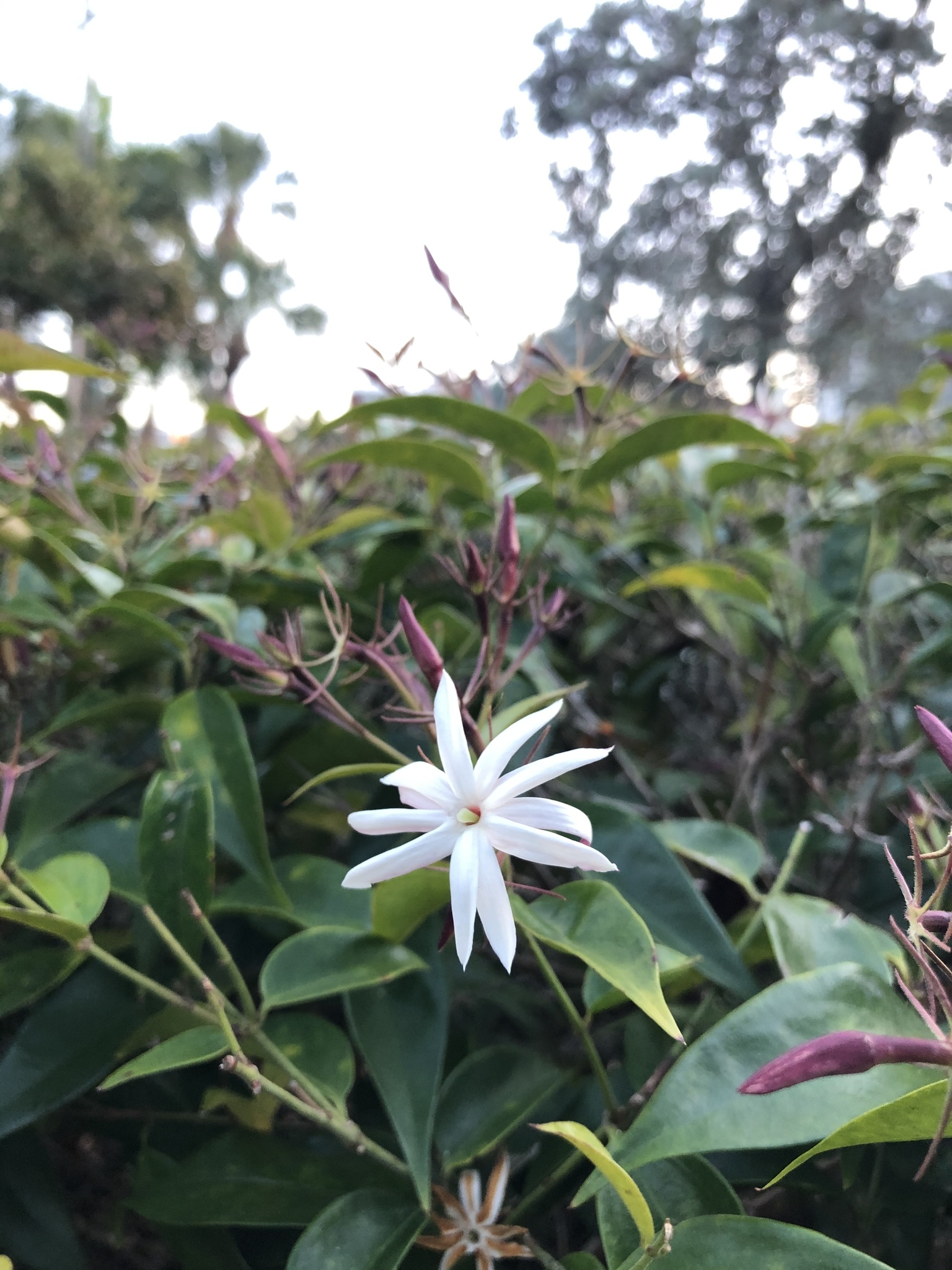 Imagem de Jasmim-estrela