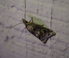 Platynota idaeusalis