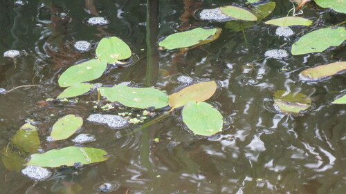 Floating Pondweed (Potamogeton natans)