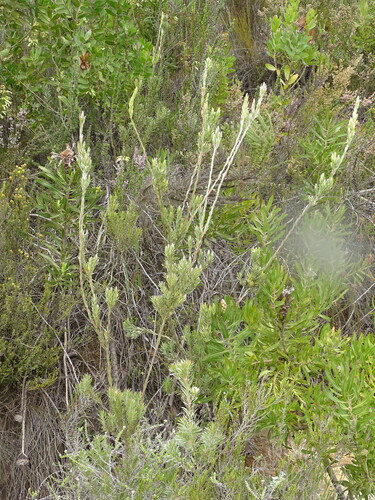 Outeniqua Conebush (Leucadendron uliginosum)