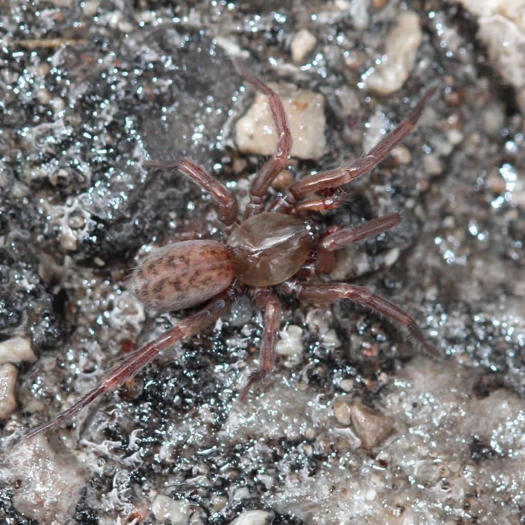 Cicurina robusta