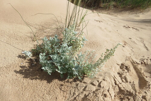Hoary Mugwort (Artemisia stelleriana)